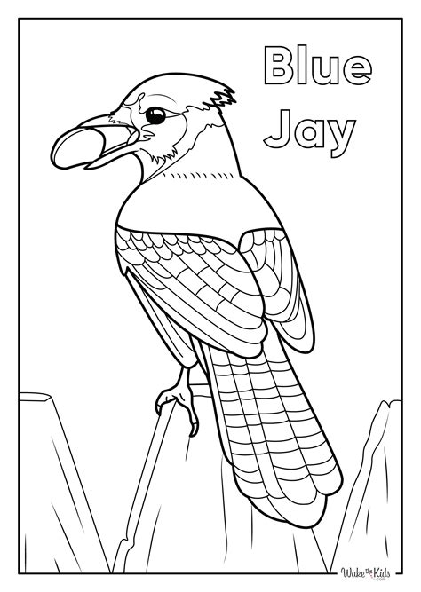 Printable Realistic Blue Jay Coloring Pages