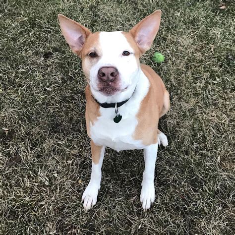 7 facts about the pitbull husky mix