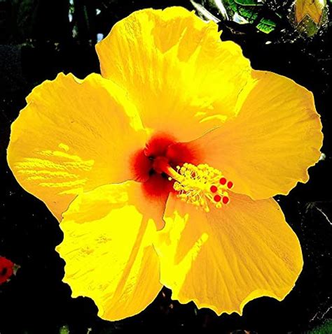 Online plant bazar Hibiscus/Joba Flower Live Plant : Amazon.in: Garden ...