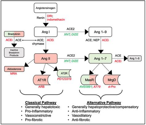 The Renin–Angiotensin System in Liver Disease