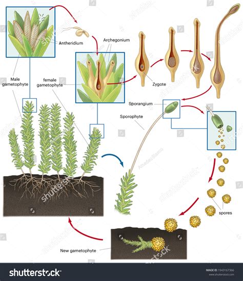 Phylum Bryophyta Life Cycle