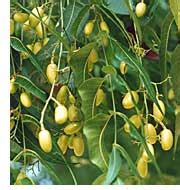 Azadirachta indica -Neem Ağacı (Yalancı tespih ağacı) - agaclar.net