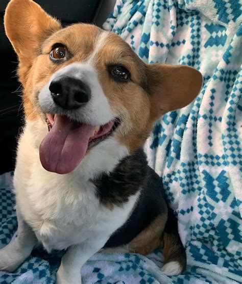 26 Beagle Mixes, So Adorable To Die For