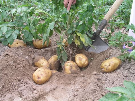 土豆的种植过程4个步骤-美丽花