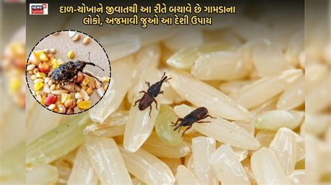 how to store rice in rural areas to prevent bugs - દાળ-ચોખામાં 2 વર્ષ ...