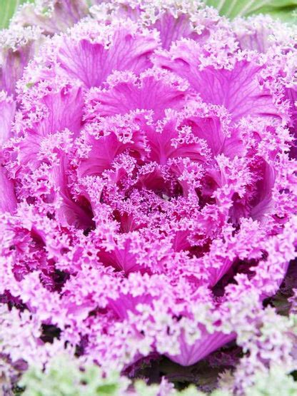 Ornamental Kale Fringed Mix-Seeds – seed and plant