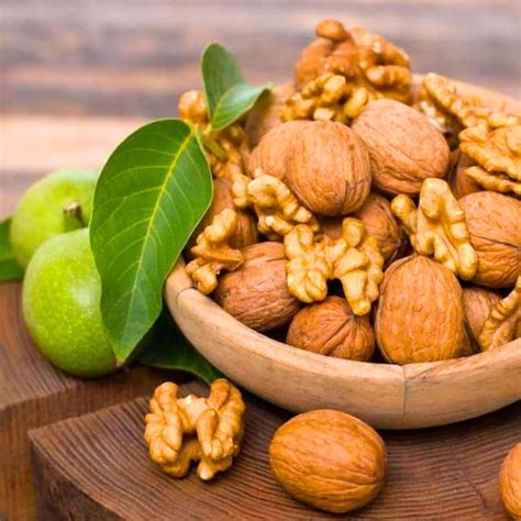 Cobra Fern (Asplenium Nidus fern) - Plant – Lalit Enterprise