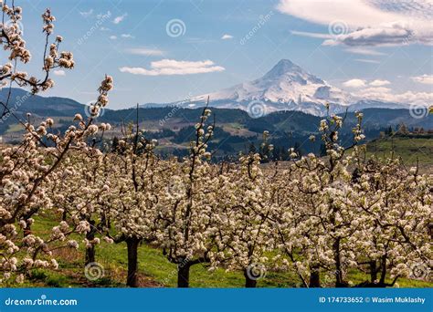 Blossoms in Hood River Fruit Loop Oregon Stock Photo - Image of farm ...