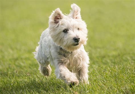 Dog - Terriers, Hunting, Companions | Britannica