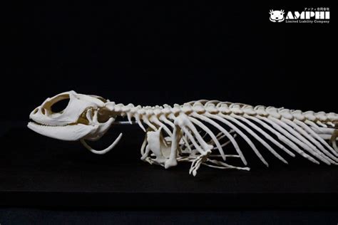 フトアゴヒゲトカゲ 原寸大全身骨格レプリカ bearded dragon, Full-size whole body skeleton ...