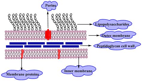 Porins Are Channels In The Outer Membranes Of Gram-positive Bacteria ...