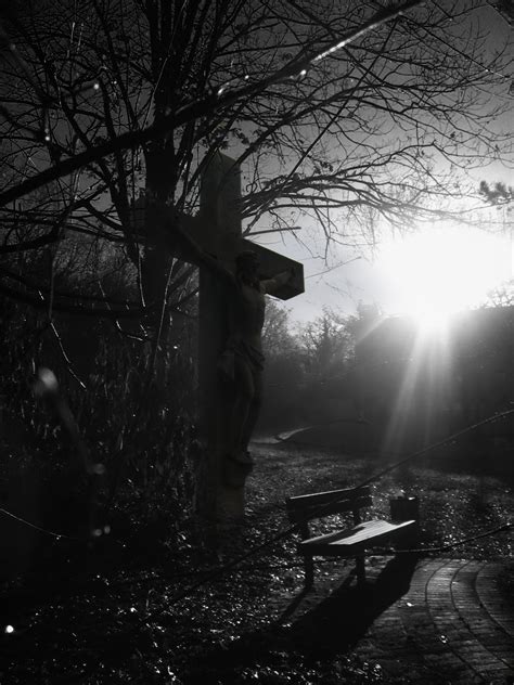 Free Images : tree, nature, forest, branch, snow, light, black and white, wood, mist, night ...