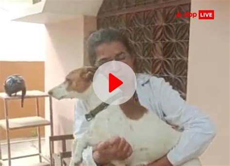 Jabalpur Dog Finder One Lakh Reward Double Dose Of Happiness Know What ...