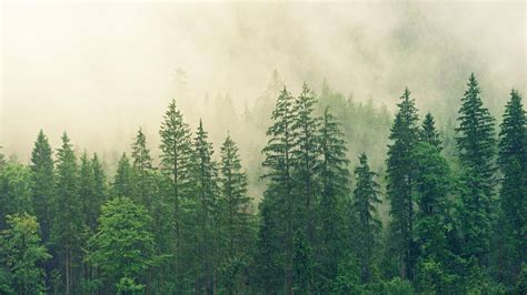 迷雾森林 绿色树林 4k风景高清壁纸_图片编号327405-壁纸网