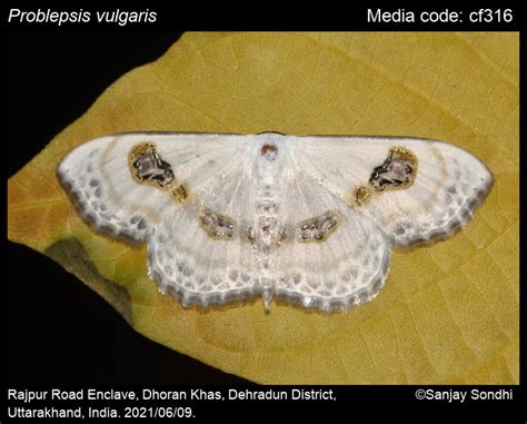 Problepsis vulgaris | Moths