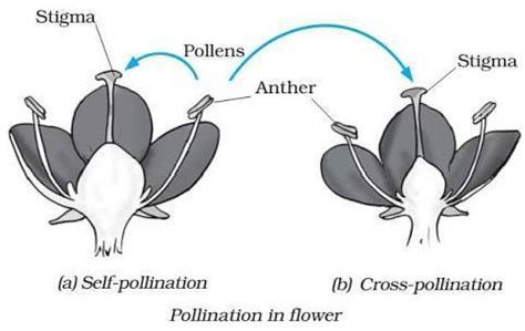 sketch and label the diagram showing self and cross pollination ...