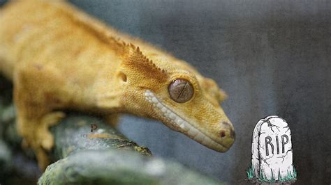 Dead Crested Gecko: Reasons, Signs, and Lessons 2026 | Pet Engineers