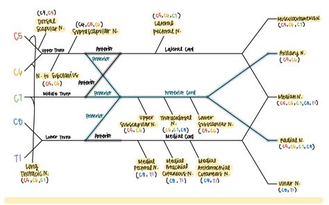 How to Draw the Brachial Plexus Diagram