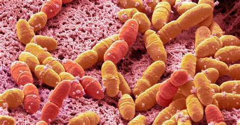 STREP 的图像结果