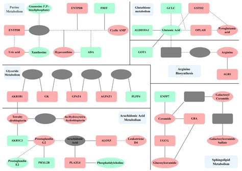 LC-MS/MS-Based Serum Metabolomics and Transcriptome Analyses for the ...
