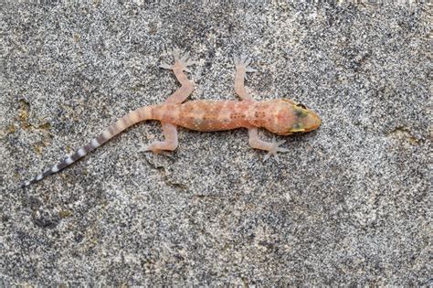 Premium Photo | The mediterranean house gecko (hemidactylus turcicus)