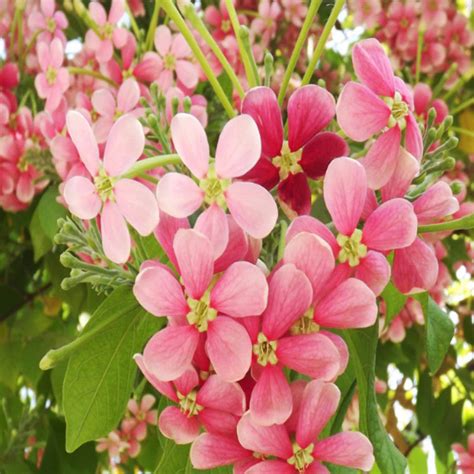 Rangoon Creeper - Creepers & Climbers | Best Price in 2024 at Plantparadise