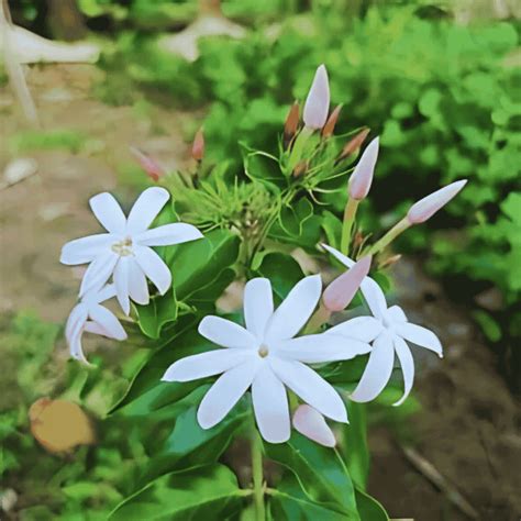 Climbing Jasmine Varieties