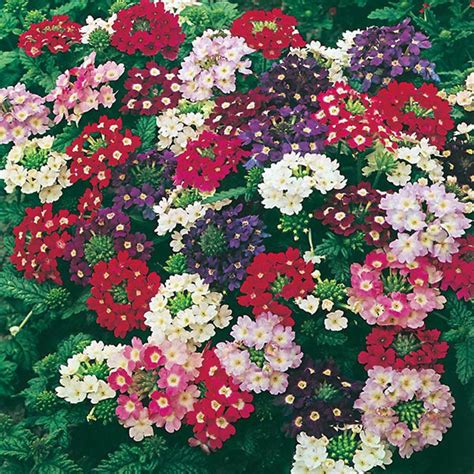 Verbena " Compact Mixed " Exotic 50 Flower Seeds – Floral Treasure