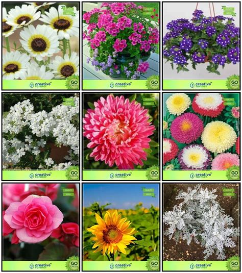 Creative Farmer Garden Plant Seeds Combo Flower Seeds : Venidium-White ...
