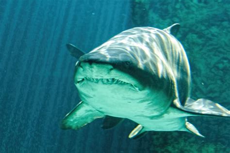 The Largest Bull Shark Ever Seen in Florida Waters