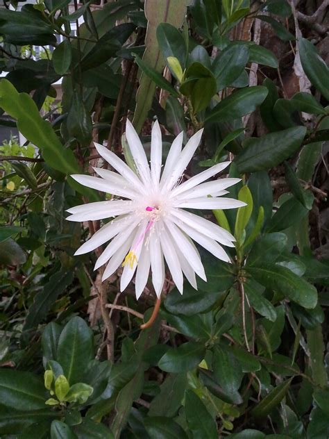 Night Blooming Cereus Plant - Plant Ideas