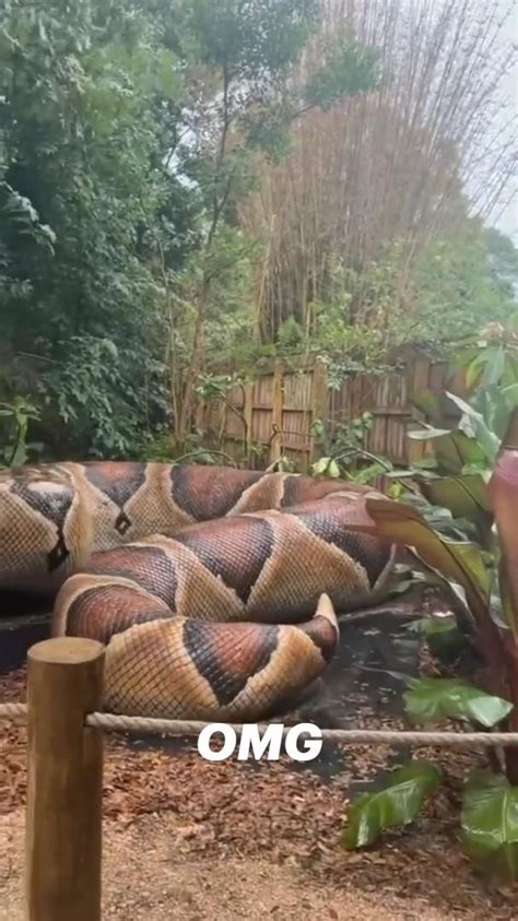 Ball Python Eggs 的图像结果