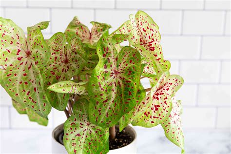 Caladium Plant Care: How to Grow Caladium Indoors
