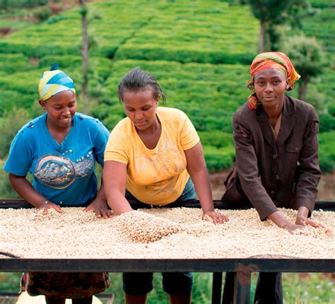 Empowering Women in Coffee Farming | Nescafé IN