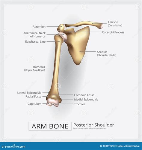 Hueso de brazo del hombro ilustración del vector. Ilustración de ...