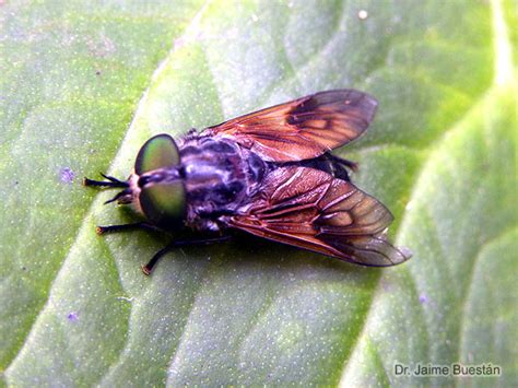 Insectos del Ecuador