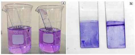 Pseudomonas aeruginosa Response to Acidic Stress and Imipenem Resistance