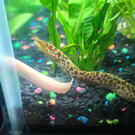 Freshwater Aquarium Eel Nagini, The Peacock Eel, Is The Newest Member