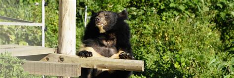 History of the Bile Bear Trade in Vietnam - FOUR PAWS International ...