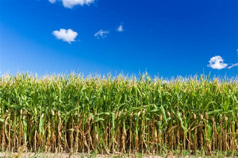Corn Field Background Free Stock Photo - Public Domain Pictures