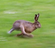 Image result for Running Bunny Clip Art