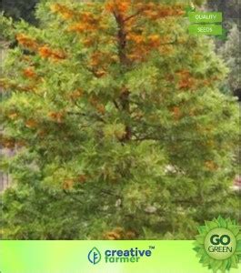 creative farmer Australian Plants - Grevillea Seed Price in India - Buy ...