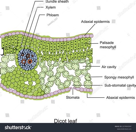 Cross Section Of A Leaf Worksheet