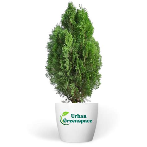 Thuja Plant - XL