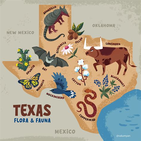 Illustrated map of Texas wildlife on Behance