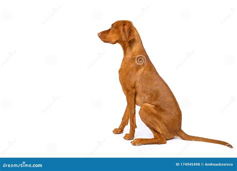 2 Gorgeous Hungarian Vizslas Sitting Opposite Each Other Studio ...