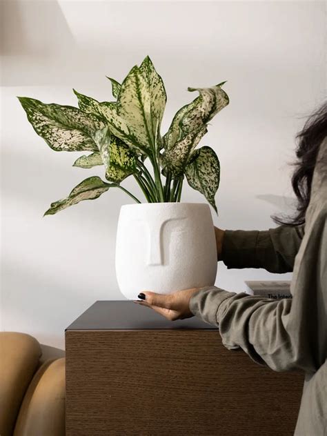 Buy Modern and Premium Flower Pots & Planters Online - Gharko