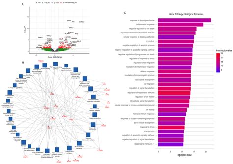 Spatial Transcriptomic Profiling of Human Saphenous Vein Exposed to Ex ...