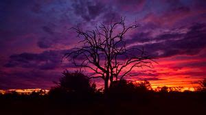 Tree wallpapers hd, desktop backgrounds, images and pictures