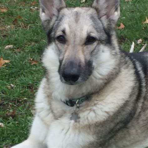 German Shepherd Colors: 15 Different Colored GSD Dog Breeds